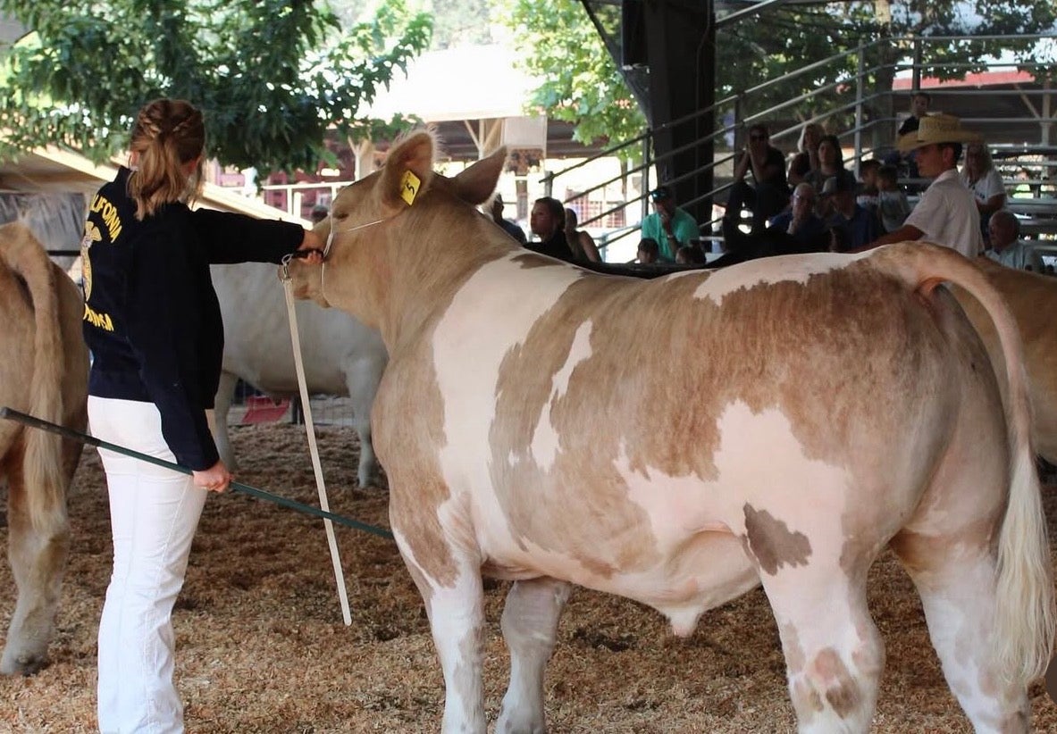 Allison shows her steer at the 2024 Mariposa County Fair. Photo taken by Maddie Cole.