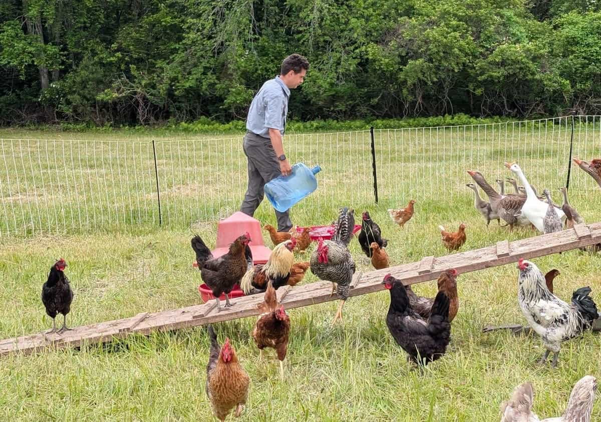 Mazzola feeding his chicken flock.