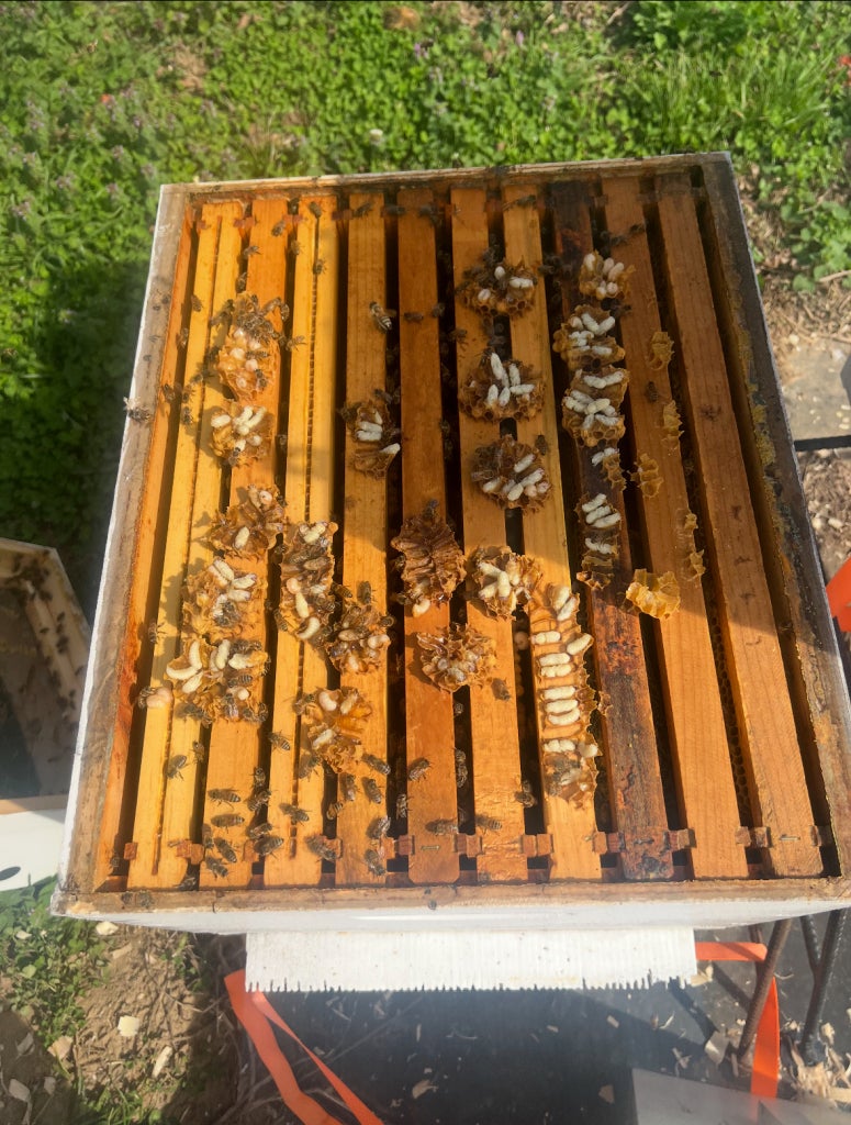 Beekeeping hive with bees and honeycomb frames, highlighting agricultural skills.