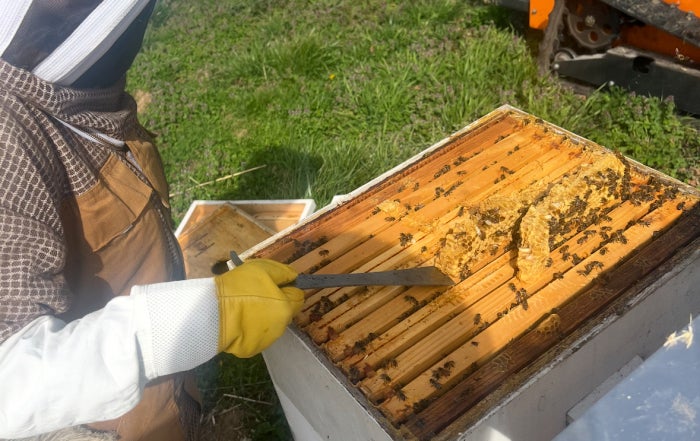 Mallory examining Honeycomb frames