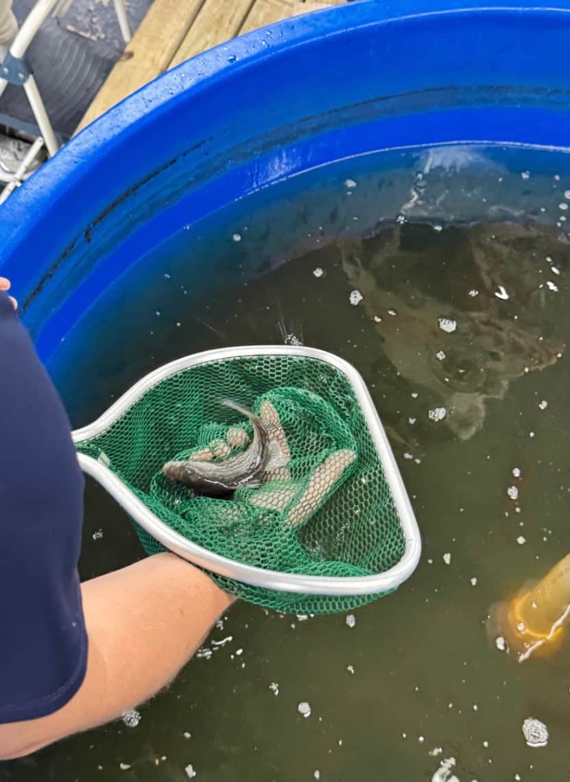 Fish raised in the recirculating aquaculture system (RAS).