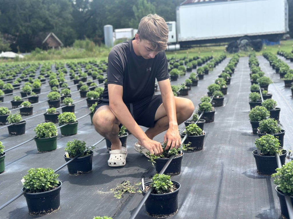 Noah Boykin works on his agriscience project about plant growth and rooting hormones.