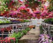 The Sutherlin greenhouse in bloom before the plant sale.