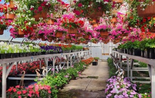 The Sutherlin greenhouse in bloom before the plant sale.