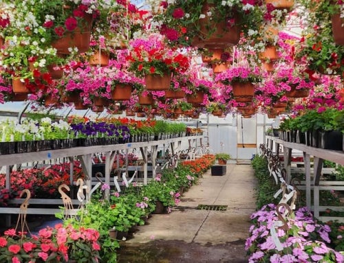 Students Grow Success Through Annual FFA Plant Sale