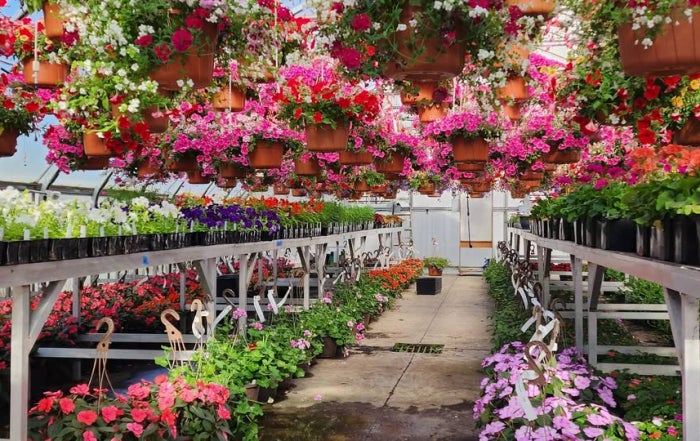 The Sutherlin greenhouse in bloom before the plant sale.