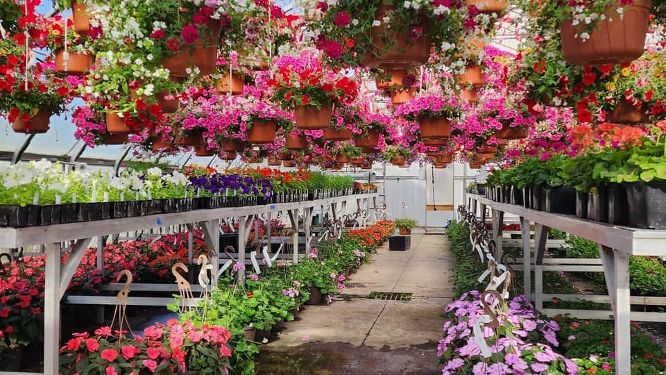 The Sutherlin greenhouse in bloom before the plant sale. 
