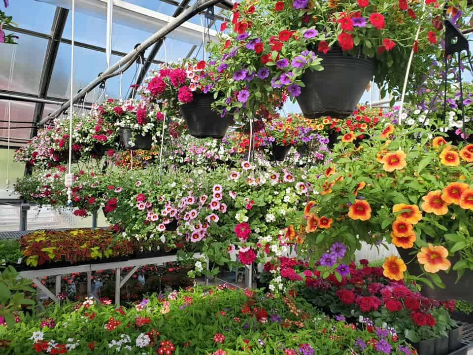 Social media marketing image for the plant sale.