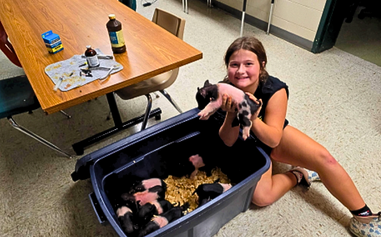 Member Aida Aleshire helps to process the Wilson Memorial FFA piglet litter. Aleshire assisted with cutting tails, notching ears and giving iron injections to the newly born litter. She would then go on to house her own pig, Maggie, at the school barn, in which she would later show.