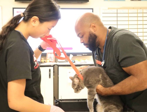 Claire Tian’s Journey in the World of Veterinary Science