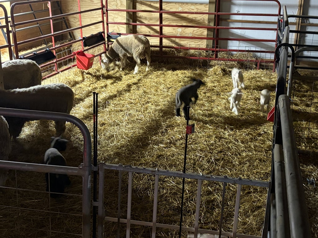 Lambs from the 2025-26 season.