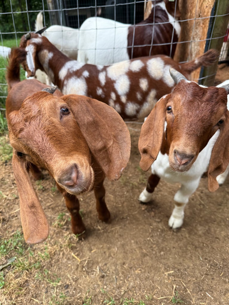 Boer show goats.