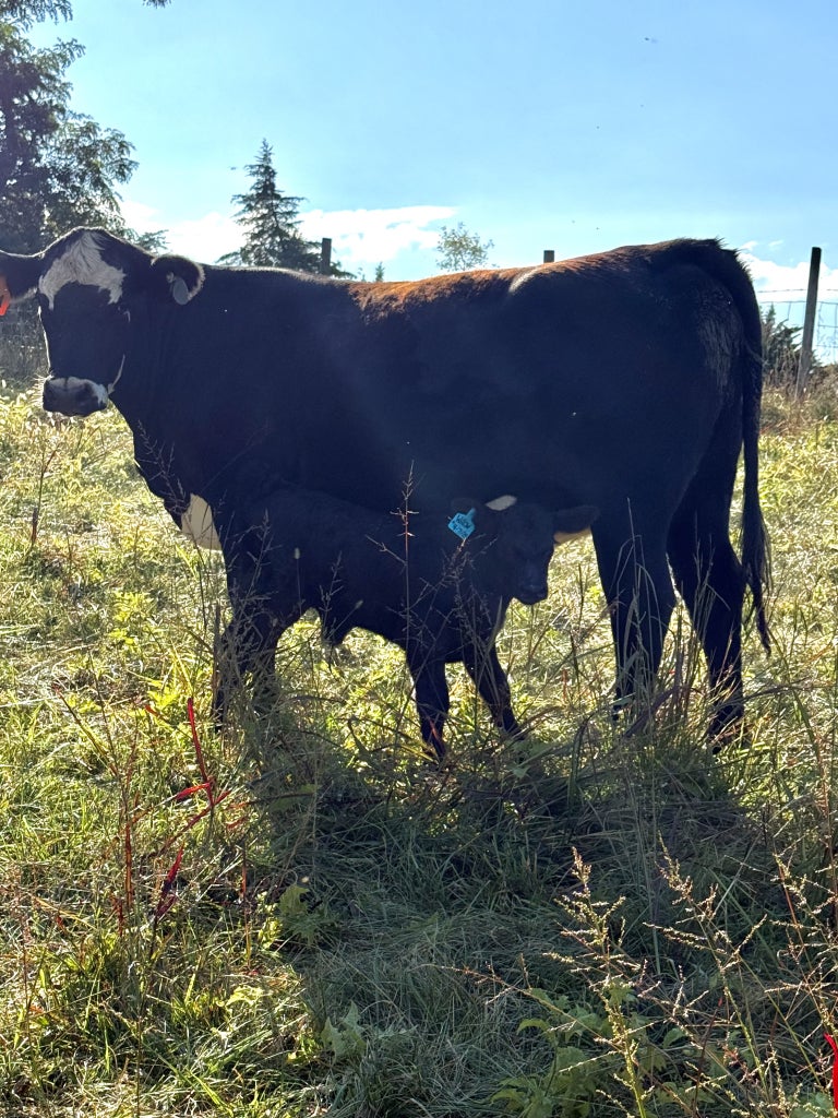 Cow with her newborn calf.
