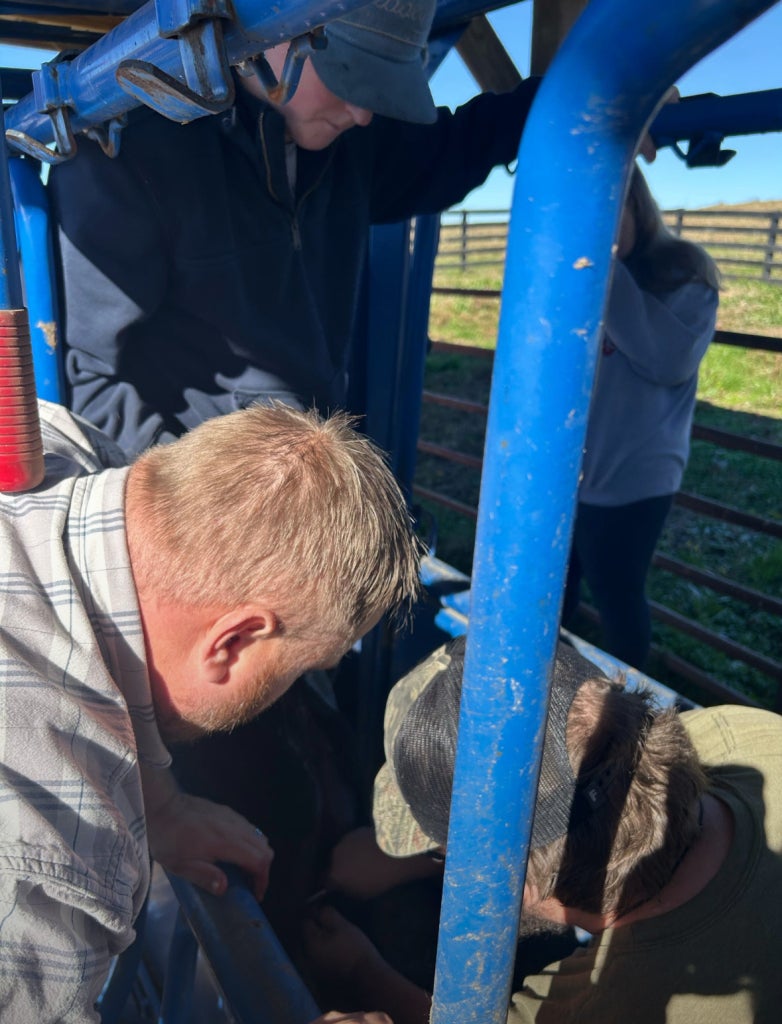 Sorrell teaches a hands-on castration lesson.