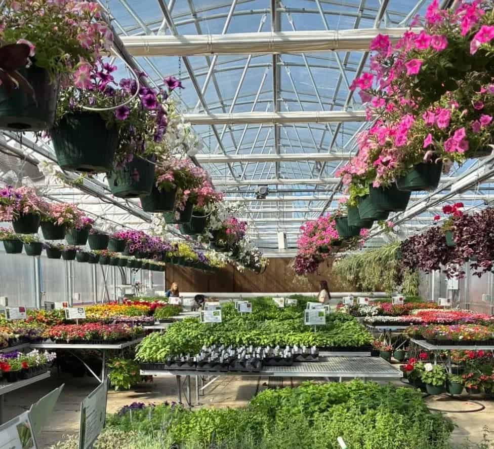 Beautiful blooms.