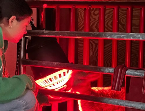 Built in the Barn: An SAE That Goes Beyond the Gate