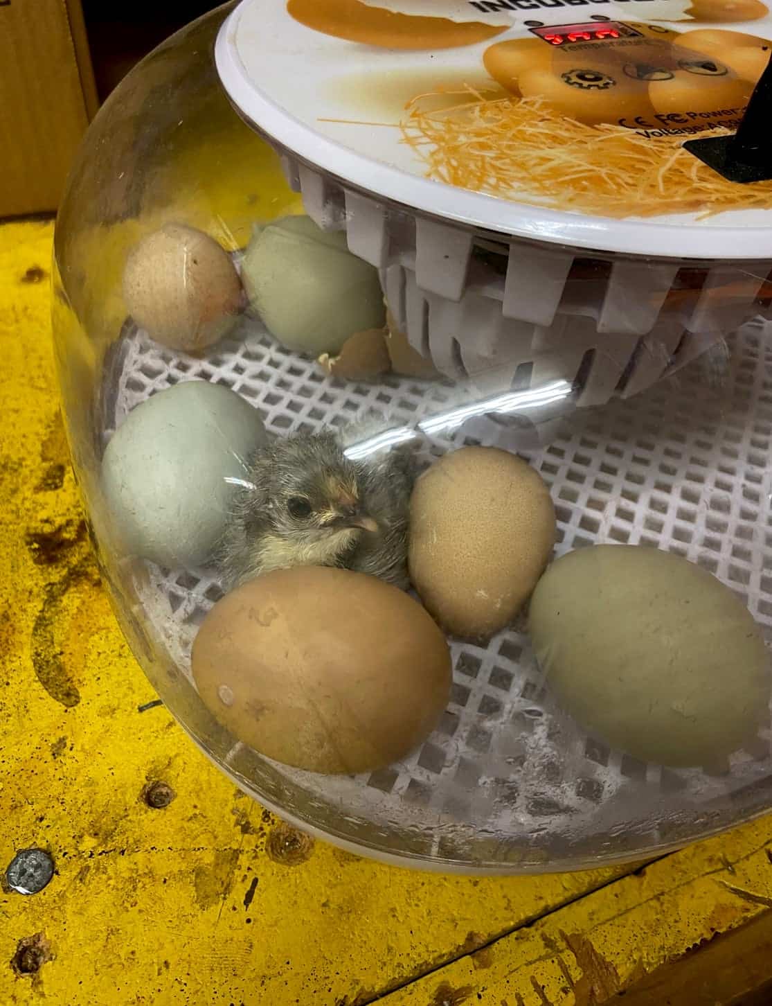 Students analyze the hatching of the chicks from their incubators.