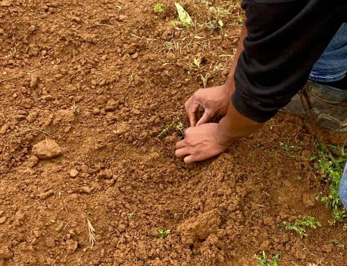 Hands-On Learning: From Hay Baling to Hatching