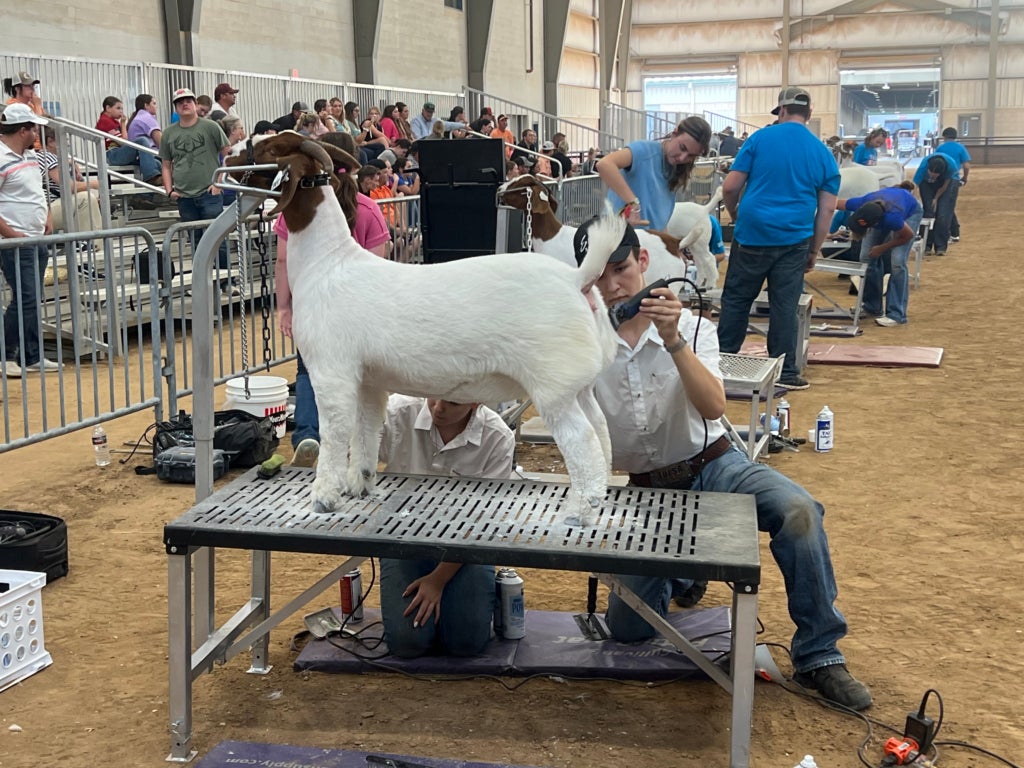 Enlow fitting a goat.