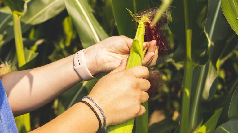 FFA Students Harvesting Corn