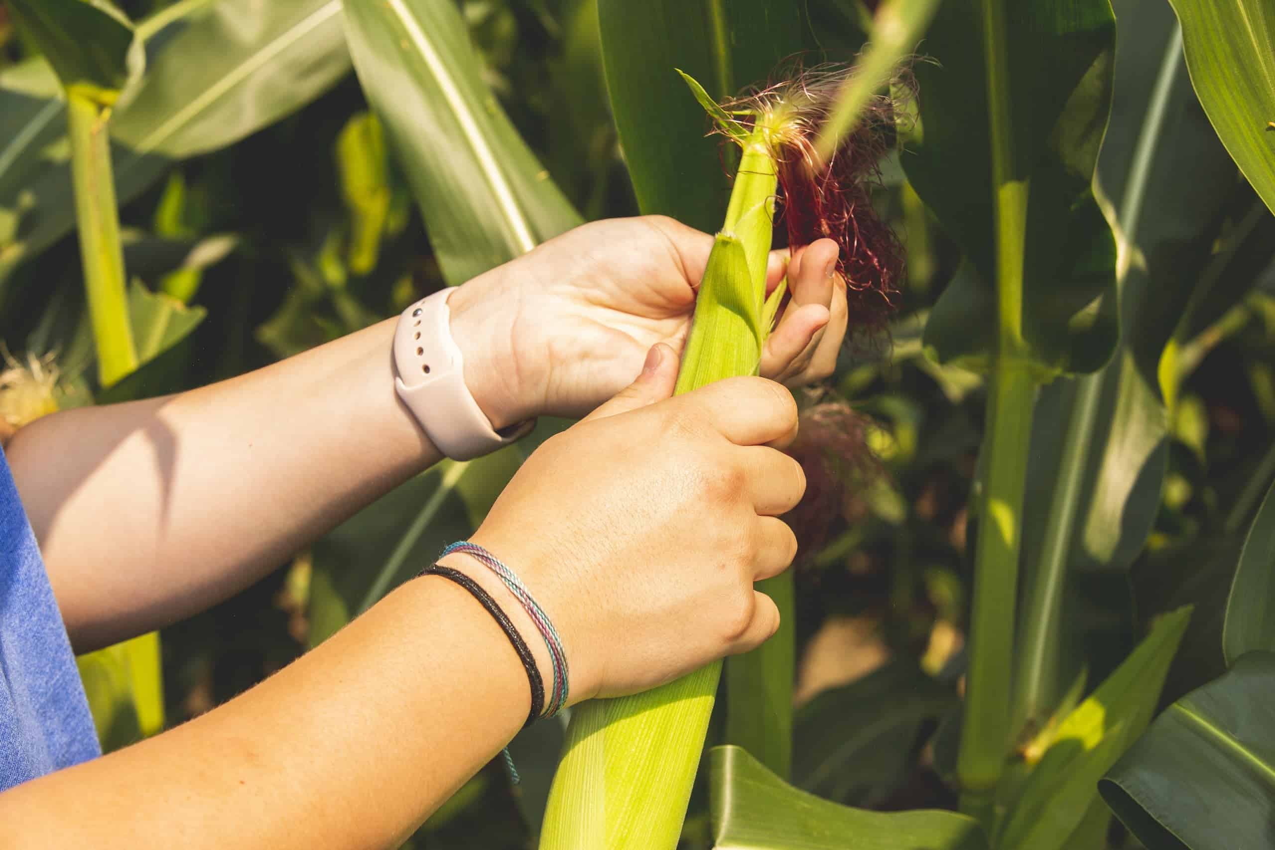 FFA Students Harvesting Corn